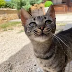 Kuca Sa Bazenom - Lavanda Estate Saraybosna