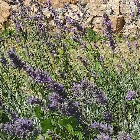 Kuca Sa Bazenom Barice - Lavanda Estate * Sarajevo