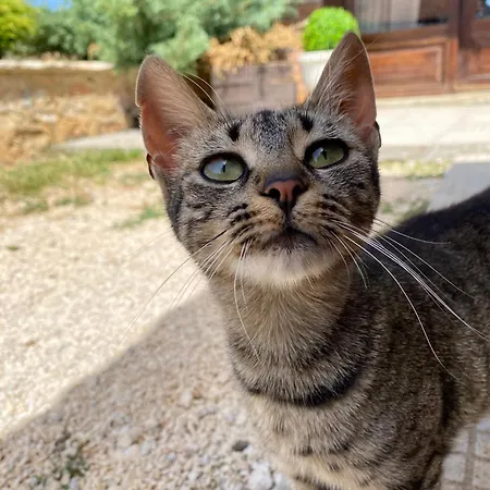 Kuca Sa Bazenom - Lavanda Estate Saraievo